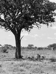 Bild mit Bäume, Löwen, Paradies, Africa, Nationalpark, affenbrotbaum, Serengeti