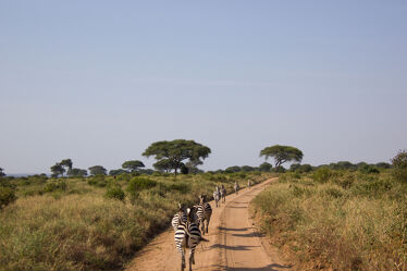 Bild mit Animal, Zebra, herd, background, safari, impressive, wild animal, baobab, plainland, vastness