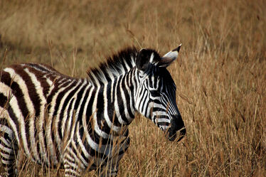 Bild mit Animal, Zebra, background, steppe, safari, impressive, wild animal, plainland, vastness, savvanah