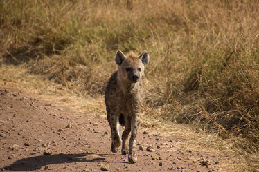Bild mit Animal, background, steppe, safari, impressive, wild animal, plainland, vastness, savvanah, hyena