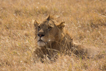 Bild mit Löwe, Lion, Raubtier, Animal, background, safari, wild animal