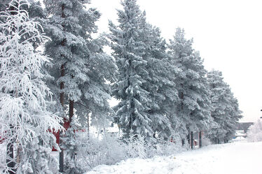 snowy trees in Levi in Finnish Lapland