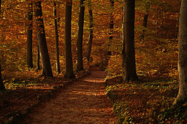 Bild mit Natur, Herbst, Wald, Waldweg, Blätter, Landschaft, Bunt
