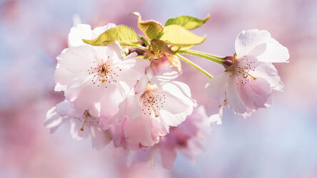 Bild mit Natur, Frühling, Frühling, Kirschbäume, Panorama, Makroaufnahme, Schönheit, Kirschblüte, blühen, bokeh