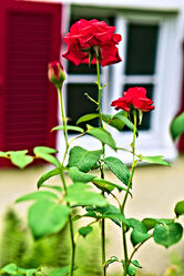 Bild mit rote Rose