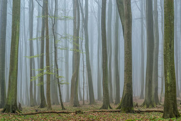 Mystische Stimmung im Wald
