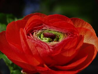 Bild mit Blumen, Frühling, Rot, frühlingsblume, Ranunkel, elegant, wunderschön, Eyecatcher