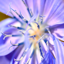 Bild mit Natur, Violett, Blume, Blüten