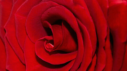 Rote Rose ganz nah