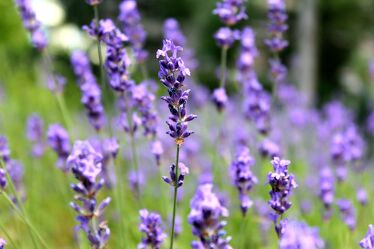 Bild mit Natur, Blumen, Lila, Violett, Lavendel, Sommer, Pflanze, blüte, Lavendelblüten, duft