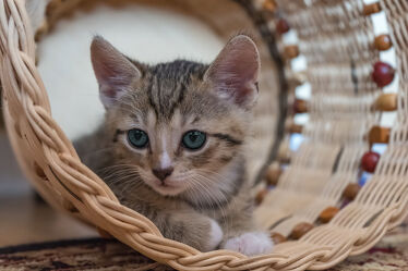 Junge Katze im Körbchen