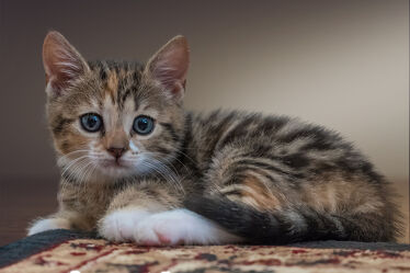 Junge kleine Katze mit blauen Augen