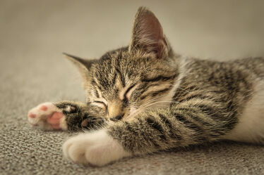 Bild mit Katze, nahaufnahme, Kater, klein, Rasse, Liegend, Jung, sitzend, europäisch kurzhaar, schlafend