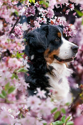 Bild mit Rosa, Tier, Hund, Rassehund, Kirschblüten, Groß, Haustier, sitzend