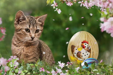 Bild mit Natur, Wiese, Bunt, Katze, Kirschblüte, klein, Jung, Eier, Kätzchen, ostereier