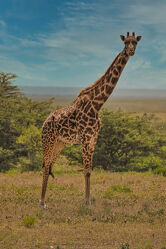 Giraffee in Tanzania