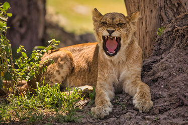 Bild mit Löwen, Löwe, männlicher Löwe, Afrika, safari, schlafen, junges Tier, gähnen