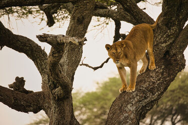 Bild mit Baum, Löwen, Löwe, Katze, Afrika, safari, Löwin, Tansania, Klettern, Großkatze