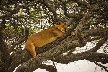 Bild mit Baum, Löwen, Löwe, Ruhen, Ausruhen, Ausruhen, safari, Löwin, schlafen, Großkatze