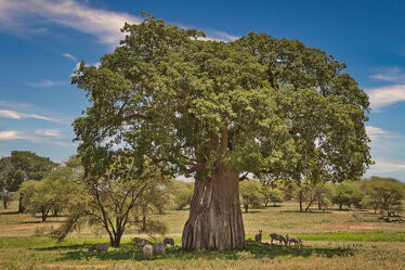 Bild mit Baum, Zebra, Zebras, Zebraherde, safari, baobab, Afria, Wilde Tiere