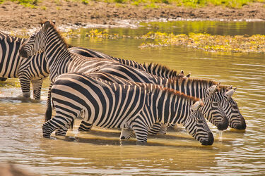 Zebras am Trinken