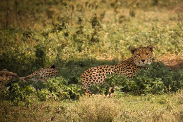 Bild mit Katze, Afrika, safari, Geparden, Serengeti, Gepard, Ndutu, Ngorogoro, Grosskatze