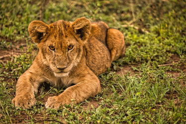 Bild mit Tier, Löwe, Katze, Afrika, Portrait, safari, Löwin, Serengeti