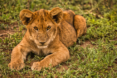Bild mit Löwen, Löwe, Raubkatze, Großkatzen, Afrika, Gefahr, Kraft, fokus, Jäger, fokussiert