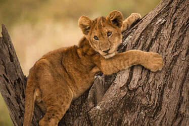 Bild mit Baum, Löwen, Löwe, Raubkatze, Katze, Afrika, safari, Klettern, tanzania, Großkatze