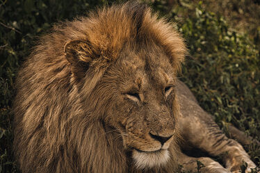 Bild mit Löwe, Löwenmähne, Afrika, Kraft, safari, Jäger, König der Tiere, Großkatze