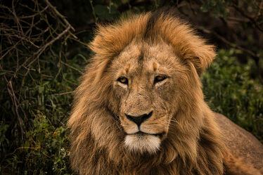 Bild mit Löwen, Löwe, Löwenmähne, männlicher Löwe, Raubkatze, Wild, Kräftig, könig, safari, königlich