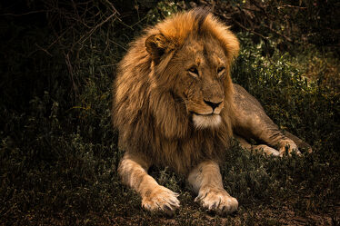 Bild mit Löwen, Löwe, Löwenmähne, männlicher Löwe, Raubkatze, Wild, Kräftig, könig, safari, königlich