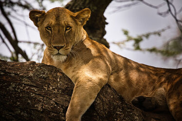Bild mit Bäume, Löwen, Weitblick, Löwe, große Katze, Afrika, Wildtier, weiblich, safari, Löwin