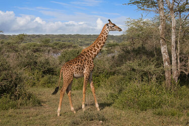 Giraffe im Tarangire National Park