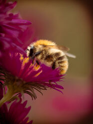 Bild mit Insekten, Makroaufnahme, nahaufnahme, Biene, Honigbiene, pinke Blüte, Insektenfotografie