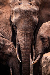 Bild mit Tiere, Tiere, Elefant, Elefanten, Afrika, Portrait, Herde, Wildnis, Wasserloch, Kenia