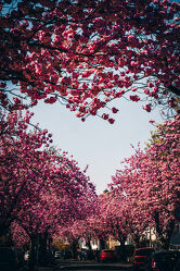 Straße mit Kirschblüten Bäume zum Herz
