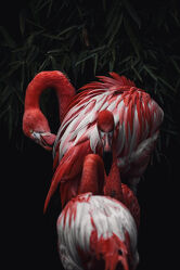 Bild mit Vögel, Tier, Flamingo