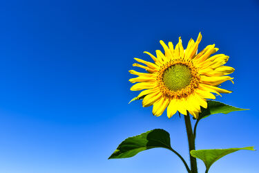 Bild mit Gelb, Korbblütler, Blau, Sonnenblume, Blüten
