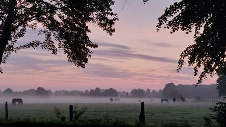 Bild mit Weiden und Wiesen, Sonnenaufgang, Morgenrot, Nebel, Pferde