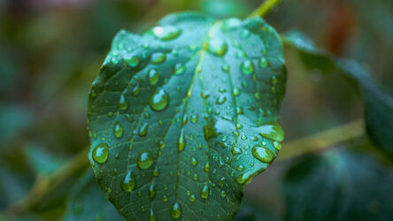Bild mit Natur, Blatt, Regentropfen, Regen