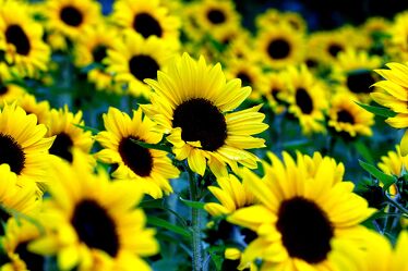 Bild mit Gelb, Natur, Pflanzen, Blumen, Sonnenblumen, Sonne, Sonnenblume, Feld, Freude, Sonnenblumenfeld