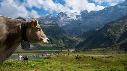 Bild mit Berge, Kühe, Landschaft, Gebirge, Schweiz