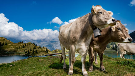 Bild mit Tiere, Natur, Landschaften, Kühe, Alpen, Schweiz