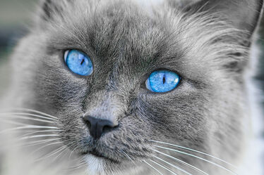 Bild mit Augen, Katzen, Katzenbilder, FotoAugenblick, Blue Eyes