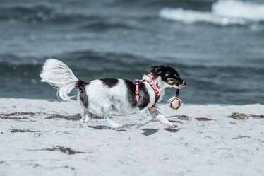 Bild mit Hunde, Strand, Rassehunden, Hundebilder