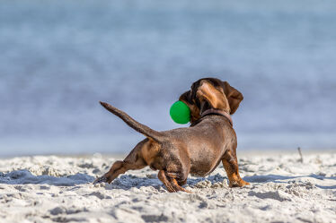 Bild mit Strände, Hunde, Spiele und Spielzeuge, Strand, Sandstrand, Hund, Haushund, Lebensfreude