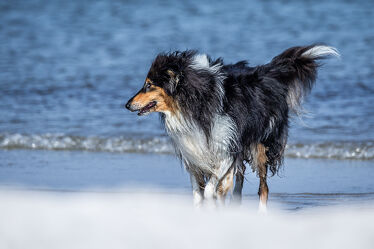 Bild mit Strände, Hunde, Spiele und Spielzeuge, Strand, Sandstrand, Hund, Haushund, Lebensfreude, Collie, Lassie
