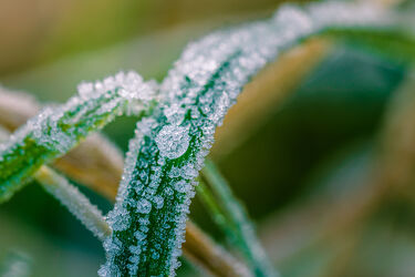 Bild mit Natur, Wasser, Eis, Blumen, Makrofotografie, Makroaufnahme, Wiese, Tropfen, gefroren, Frost Winter