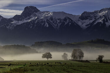 Bild mit Berge, Schnee, Nebel, Schafe, Stockhorn, Gürbetal, Berner Alpen, Winteranfang